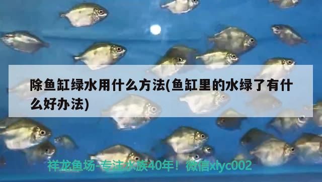 青龍魚 紅龍魚品質好壞怎么看出來的( 紅龍魚鑒別) 武吉美拉金龍魚 紅龍魚品質好壞怎么看出來的( 紅龍魚鑒別) 紅龍魚品質好壞怎么看出來的( 紅龍魚鑒別) 武吉美拉金龍魚