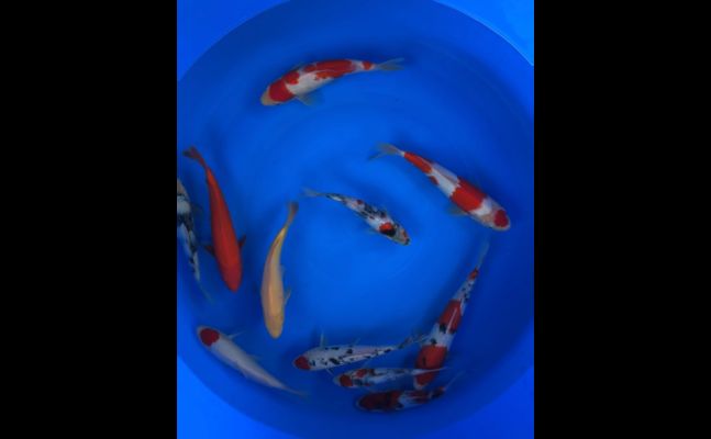 龍魚食欲不振有幾種原因引起的呢：探秘龍魚食欲不振，多維度解析背后原因