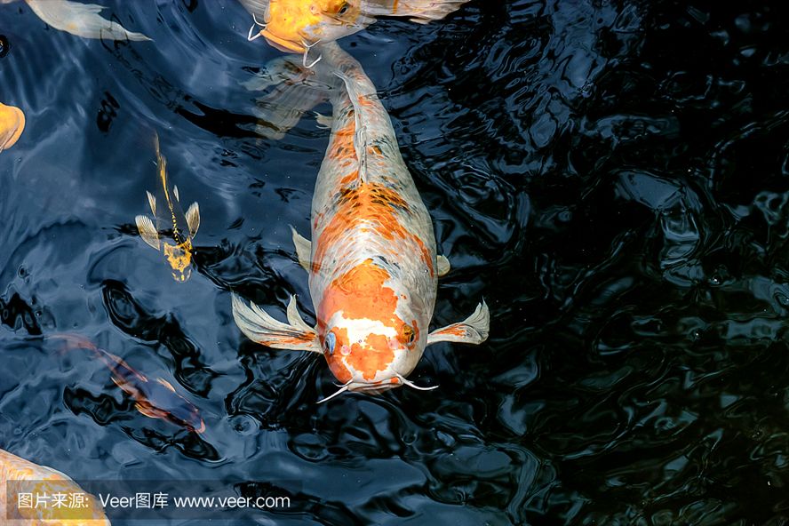 龍魚食欲不好,怎么調(diào)理：龍魚食欲不好，原因剖析與解決之道