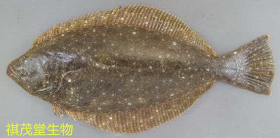 龍魚食物有哪些：龍魚食物，滋養水中貴族的多樣選擇 龍魚食物有哪些：龍魚食物，滋養水中貴族的多樣選擇 龍魚百科 第3張