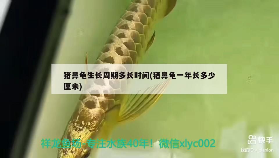 豬鼻龜生長周期多長時間(豬鼻龜一年長多少厘米) 豬鼻龜生長周期多長時間(豬鼻龜一年長多少厘米) 豬鼻龜百科