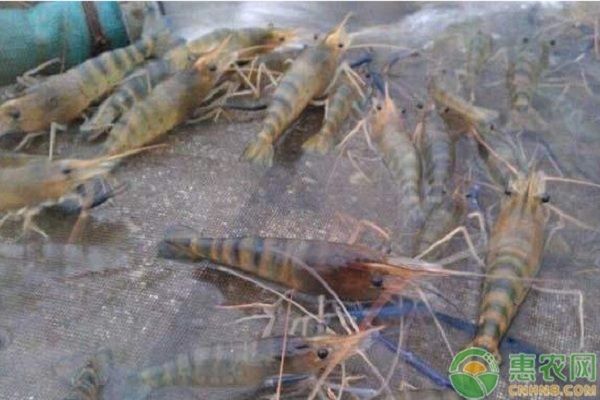 龍魚(yú)生活在淡水還是咸水里好：探秘龍魚(yú)，淡水與咸水間的靈動(dòng)精靈