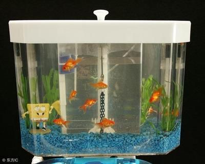 龍魚(yú)生活在淡水還是咸水里好：探秘龍魚(yú)，淡水與咸水間的靈動(dòng)精靈