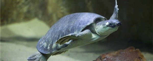 豬鼻龜能活多少年：豬鼻龜的壽命是多少年