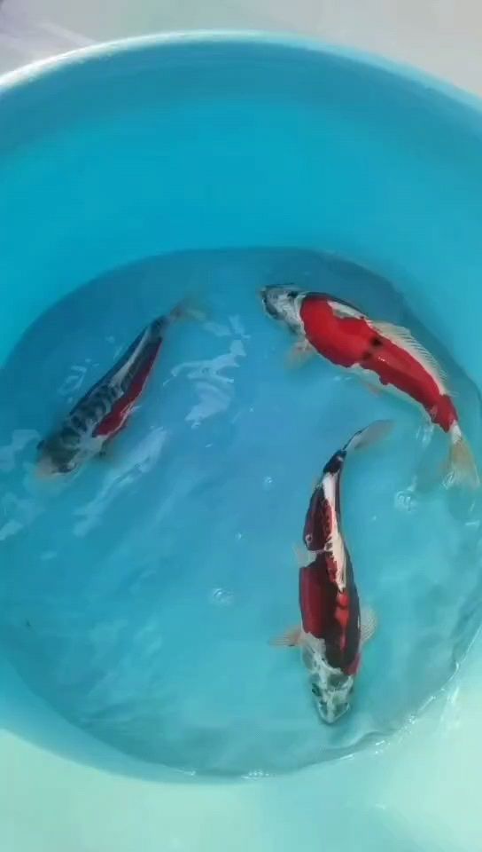 三個(gè)小胖紙 三個(gè)小胖紙 龍魚論壇