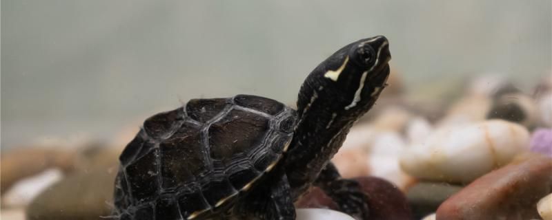 魚缸過濾器選購指南:自制魚缸過濾器魚缸上置過濾器對于養魚愛好者的必備知識 麝香龜和巴西龜可以養在一起嗎能和什么龜一起養 九鼎魚缸 麝香龜和巴西龜可以養在一起嗎能和什么龜一起養 麝香龜和巴西龜可以養在一起嗎能和什么龜一起養 九鼎魚缸