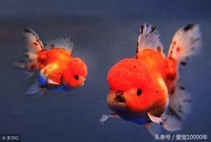 觀賞魚的心情詩句（與觀賞魚有關的心情詩句表達了人們對觀賞魚的感慨和心情）