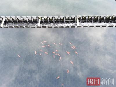 龍魚什么樣嘴巴好看：探尋龍魚之優嘴，形態、功能與美學的交織