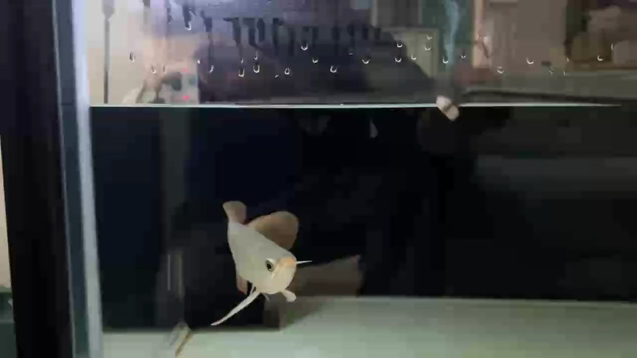 順仔，第二天的早上開口了！ 順仔，第二天的早上開口了！ 龍魚論壇