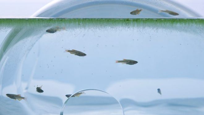 水族館魚缸設(shè)計(jì)（水族館魚缸的設(shè)計(jì)） 水族館魚缸設(shè)計(jì)（水族館魚缸的設(shè)計(jì)） 水族館百科（水族館加盟） 第3張