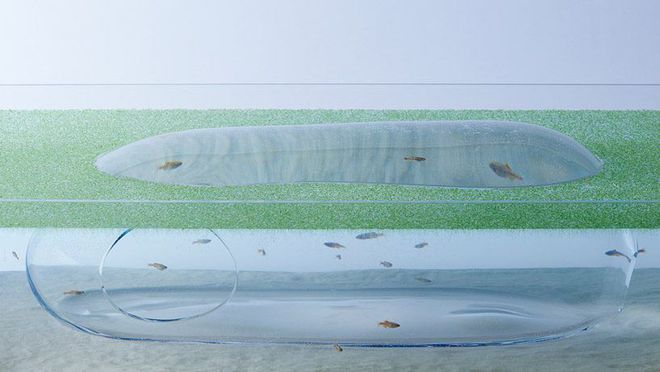 水族館魚缸設(shè)計(jì)（水族館魚缸的設(shè)計(jì)） 水族館魚缸設(shè)計(jì)（水族館魚缸的設(shè)計(jì)） 水族館百科（水族館加盟） 第4張