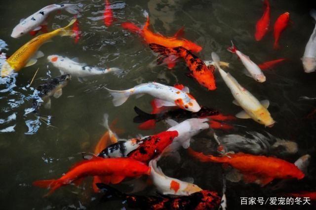 龍魚什么顏色最貴最好看圖片：龍魚之色，探尋最貴與最美