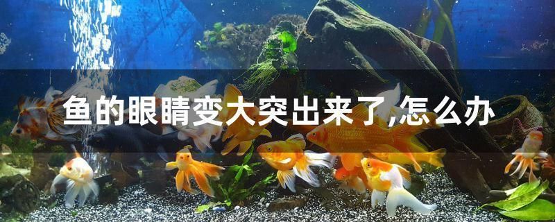 虎魚眼睛腫大怎么回事：虎魚眼睛腫大可能是由于多種原因引起的 虎魚眼睛腫大怎么回事：虎魚眼睛腫大可能是由于多種原因引起的 虎魚百科 第3張