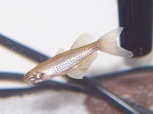 龍魚什么時候會寬身呢圖片：探秘龍魚寬身之謎，時機與奧秘的探尋