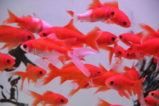 觀賞魚小紅魚是什么品種（yama紅帝品種的歷史yama紅帝品種的歷史yama紅帝） 觀賞魚小紅魚是什么品種（yama紅帝品種的歷史yama紅帝品種的歷史yama紅帝） 吉印水族 第1張