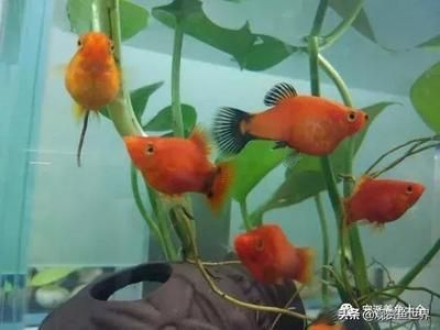 觀賞魚小紅魚是什么品種（yama紅帝品種的歷史yama紅帝品種的歷史yama紅帝） 觀賞魚小紅魚是什么品種（yama紅帝品種的歷史yama紅帝品種的歷史yama紅帝） 吉印水族 第3張