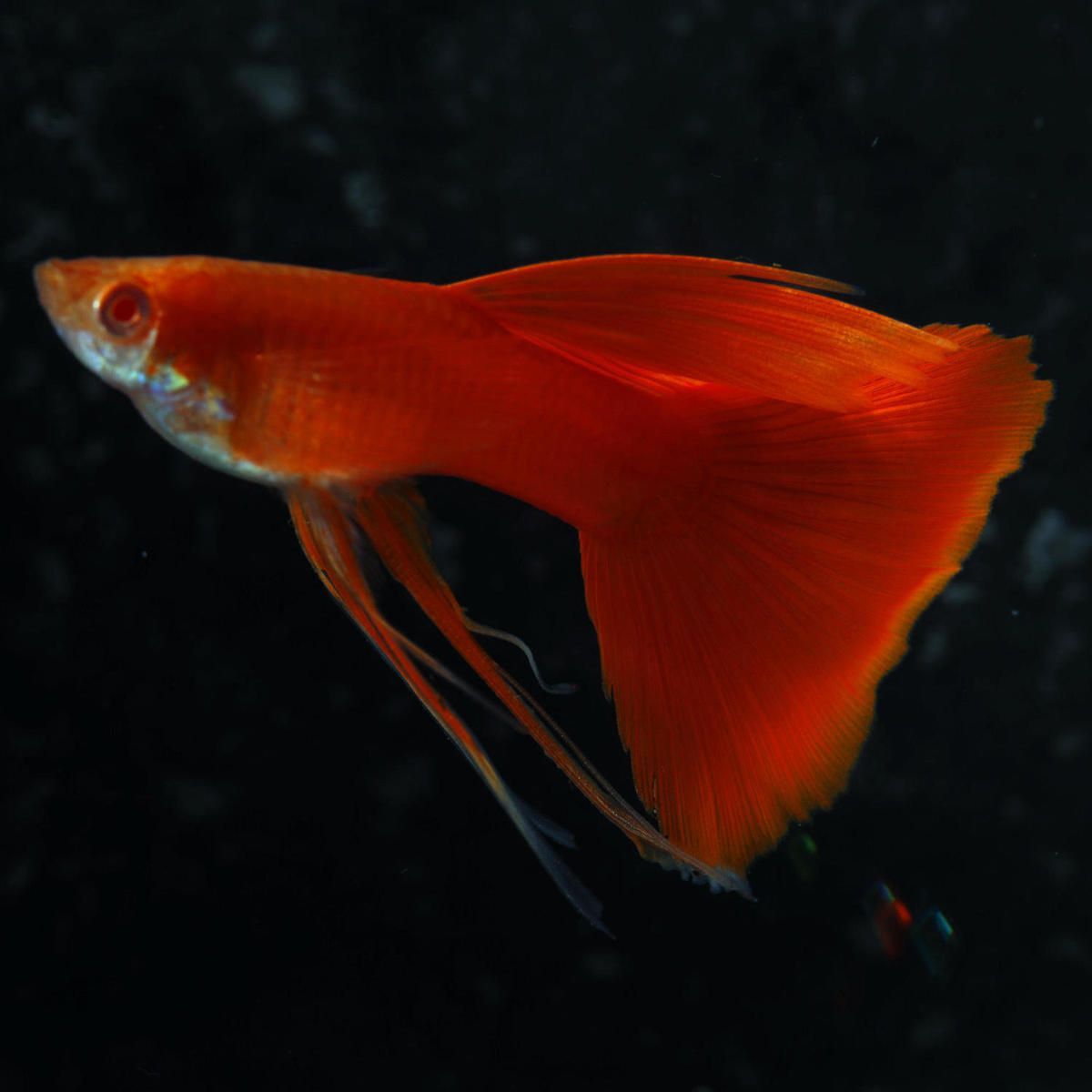 觀賞魚小紅魚是什么品種（yama紅帝品種的歷史yama紅帝品種的歷史yama紅帝） 觀賞魚小紅魚是什么品種（yama紅帝品種的歷史yama紅帝品種的歷史yama紅帝） 吉印水族 第4張