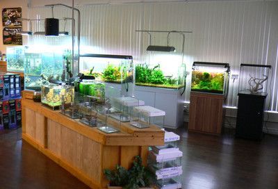 水族館加盟找祥龍魚(yú)場(chǎng)（祥龍魚(yú)場(chǎng)加盟條件詳解）