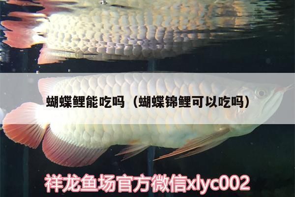 普通蝴蝶鯉最忌三種東西（普通蝴蝶鯉飼養(yǎng)中最需避開的三大核心禁忌，蝴蝶鯉適宜水溫范圍）