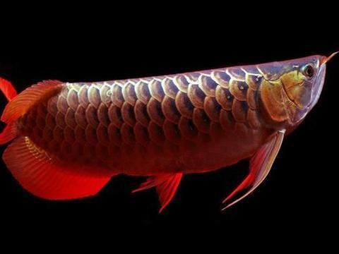 龍魚被欺負vs祥龍魚場：“龍魚被欺負vs祥龍魚場”的直接答案是虎魚欺負龍魚的相關內容