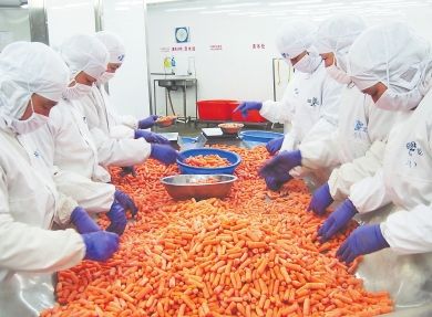 龍魚身上長白毛是什么病圖片大全：龍魚身上長白毛之謎，病癥解析與應對策略