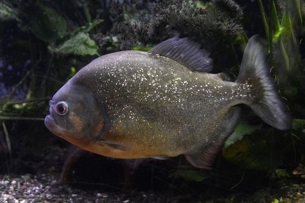 龍魚身上長白毛是什么病圖片大全：龍魚身上長白毛之謎，病癥解析與應對策略