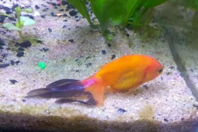 龍魚身上有一層白膜怎么回事啊：龍魚身上白膜之謎，探尋背后的真相與應對之策