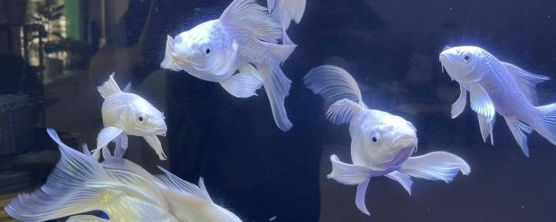 蝴蝶鯉混養最佳搭配圖（蝴蝶鯉混養水族箱布局）
