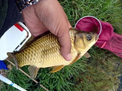 龍魚身上有紅點怎么辦圖片：龍魚身上有紅點怎么辦？全面解析與應(yīng)對策略