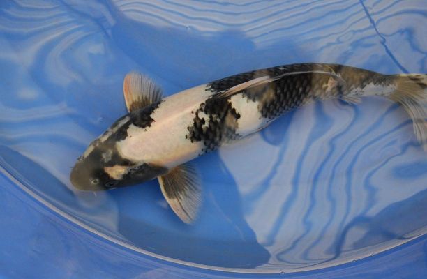 龍魚身上有白色絮狀物怎么辦啊圖片:龍魚身上有白色絮狀物?別慌,這樣應對! 龍魚百科 第3張 龍魚身上有白色絮狀物怎么辦啊圖片:龍魚身上有白色絮狀物?別慌,這樣應對! 龍魚身上有白色絮狀物怎么辦啊圖片:龍魚身上有白色絮狀物?別慌,這樣應對! 龍魚百科 第3張