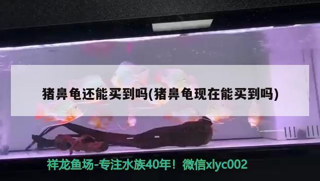 豬鼻龜還能買到嗎(豬鼻龜現在能買到嗎)