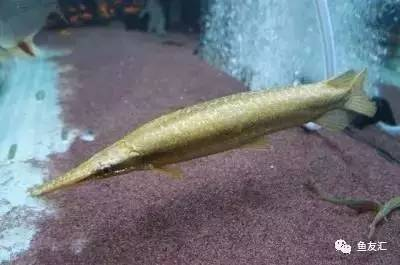 龍魚身上有白色鼓包是什么原因：龍魚身上有白色鼓包探秘，病因、防治與養(yǎng)護要點