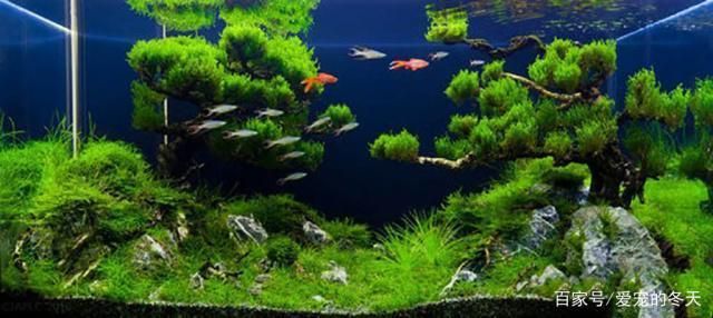 龍魚之家論壇沒有了嗎（龍魚之家的魚怎么樣）