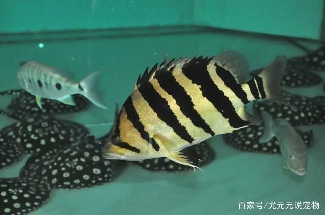 印尼虎魚的飼養環境：印尼虎魚的飼養方式