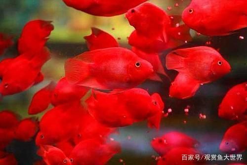 博特側溢流屏風缸怎么樣使用的：博特側溢流屏風缸怎么樣使用