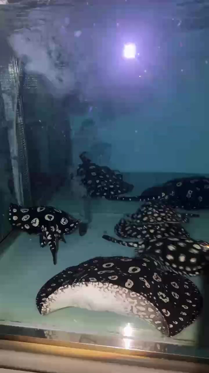 新年第一胎 新年第一胎 龍魚論壇