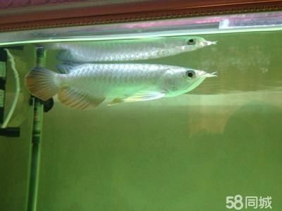 藍底金頭過背金龍魚價值:藍底金頭過背金龍魚市場價格趨勢藍底金頭過背金龍魚價格趨勢 金龍魚百科 第5張 藍底金頭過背金龍魚價值:藍底金頭過背金龍魚市場價格趨勢藍底金頭過背金龍魚價格趨勢 藍底金頭過背金龍魚價值:藍底金頭過背金龍魚市場價格趨勢藍底金頭過背金龍魚價格趨勢 金龍魚百科 第5張