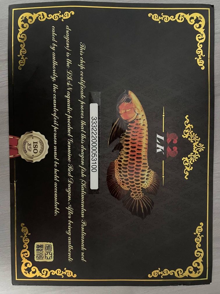 50金龍