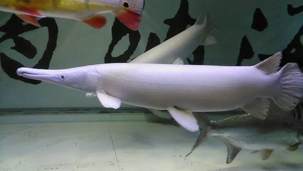 龍魚身上發(fā)綠怎么回事啊圖片：龍魚身上發(fā)綠之謎，探秘與應(yīng)對(duì)