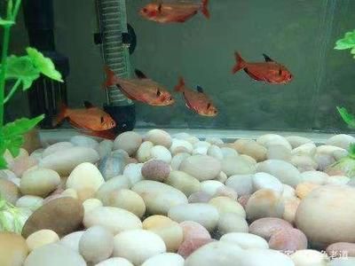 龍魚身上發(fā)紅怎么回事啊圖片：龍魚身上發(fā)紅之謎，探因與解決之道