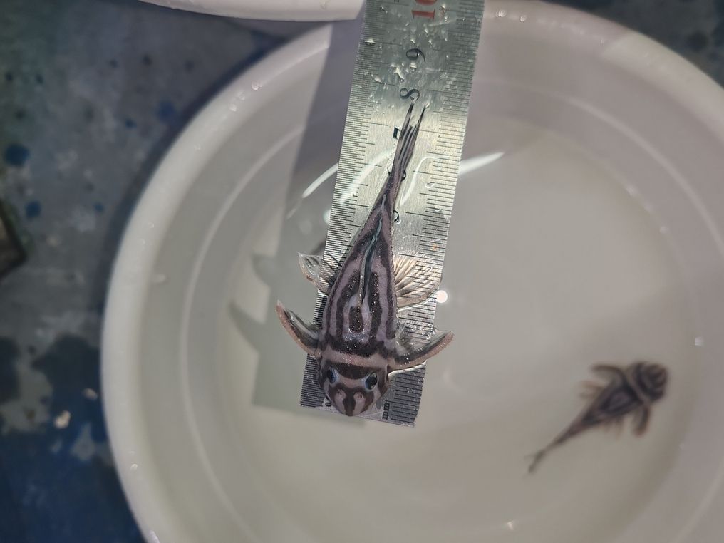 熊貓出售