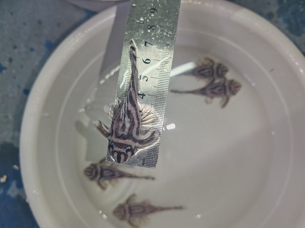 熊貓出售