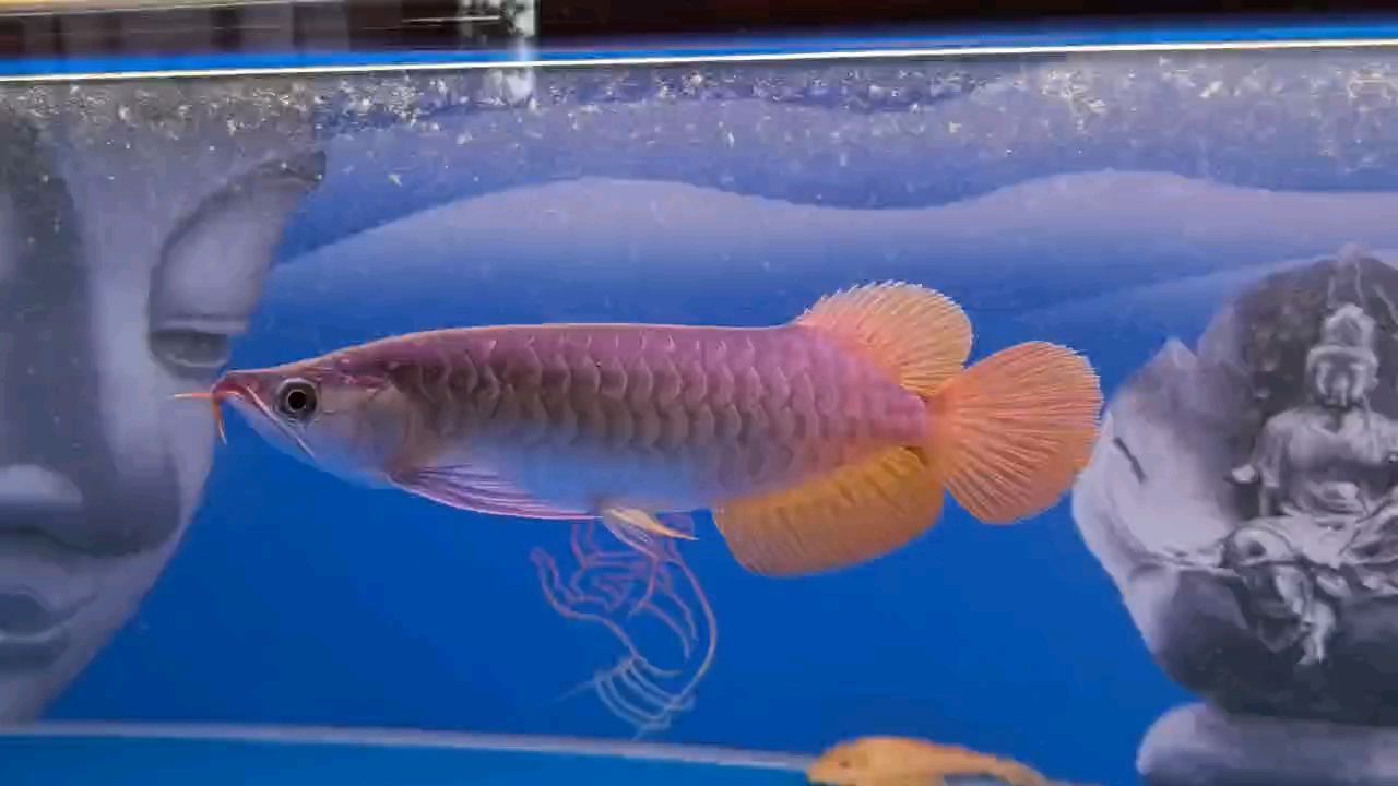 挑選紅龍心得（接上篇）