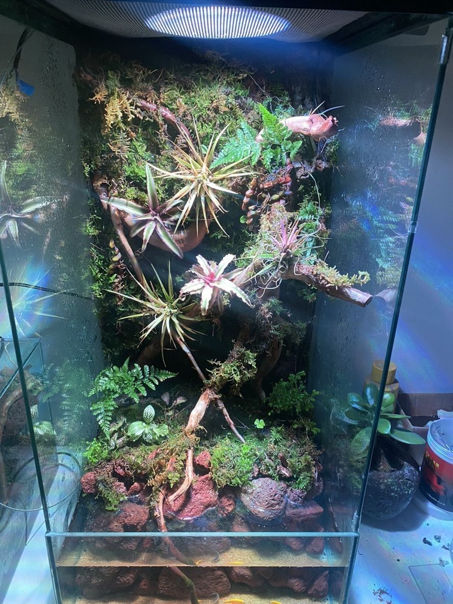 有無開封玩家一起交流交流 龍魚論壇 第1張 有無開封玩家一起交流交流 有無開封玩家一起交流交流 龍魚論壇 第1張