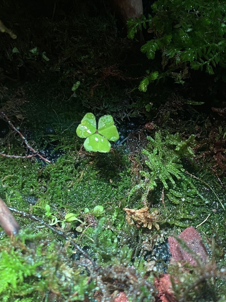 有無開封玩家一起交流交流 龍魚論壇 第2張 有無開封玩家一起交流交流 有無開封玩家一起交流交流 龍魚論壇 第2張