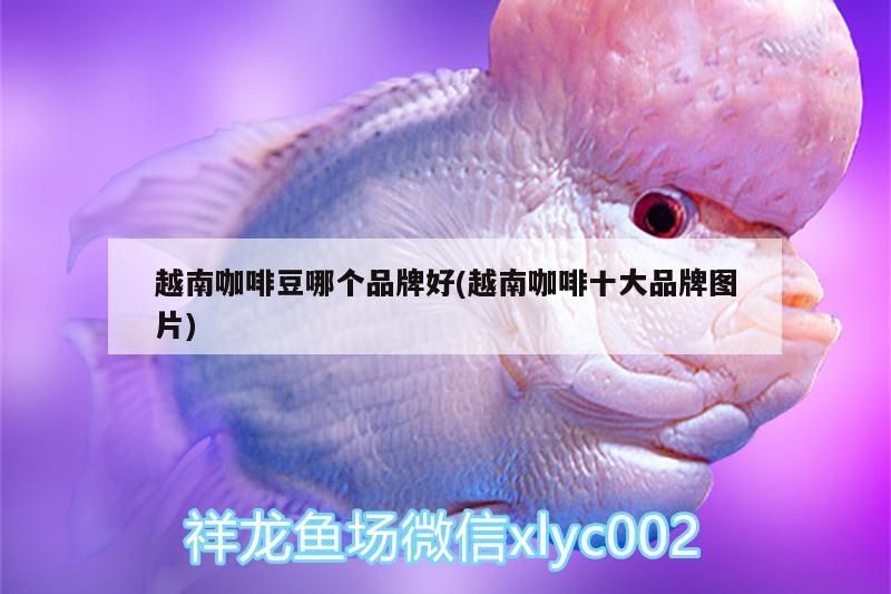 越南咖啡豆哪個品牌好(越南咖啡十大品牌圖片)