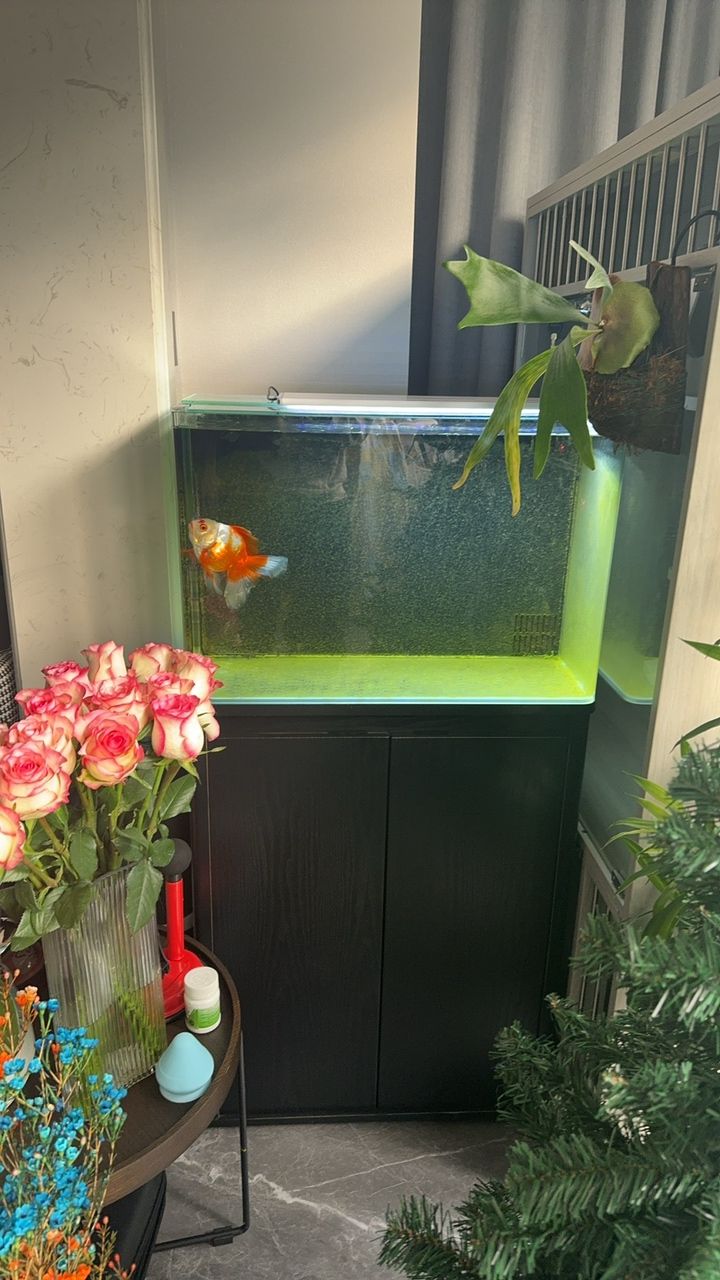 魚缸過濾器選購指南:自制魚缸過濾器魚缸上置過濾器對于養魚愛好者的必備知識 歲月靜好 龍魚論壇 歲月靜好 歲月靜好 龍魚論壇