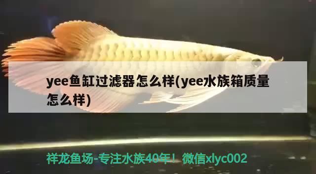 yee魚缸過濾器怎么樣(yee水族箱質量怎么樣) yee魚缸過濾器怎么樣(yee水族箱質量怎么樣) yee