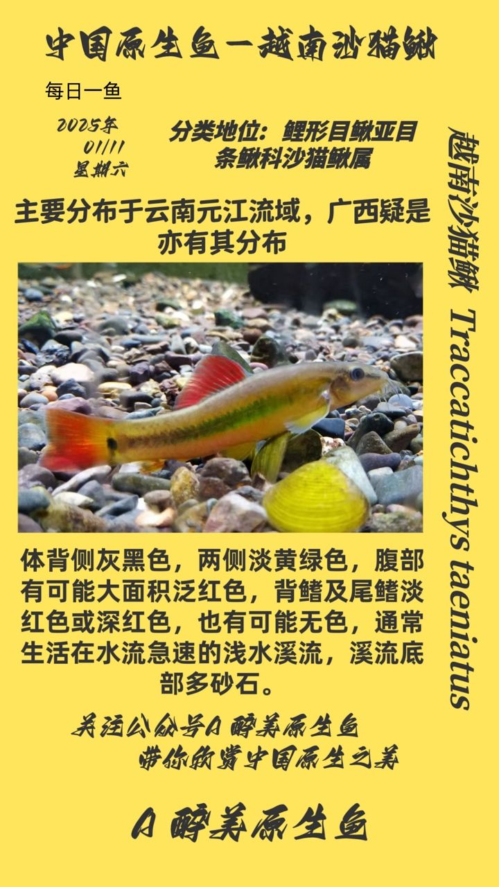 越南沙貓鰍