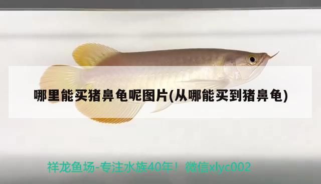 哪里能買豬鼻龜呢圖片(從哪能買到豬鼻龜) 哪里能買豬鼻龜呢圖片(從哪能買到豬鼻龜) 豬鼻龜百科